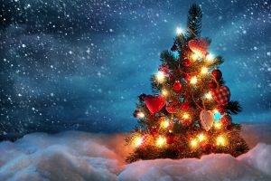 Christmas, Fir, Trees, Christmas Tree