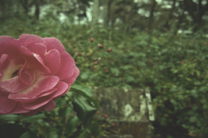 nature, Rose, Pink, Green, Old, Vintage