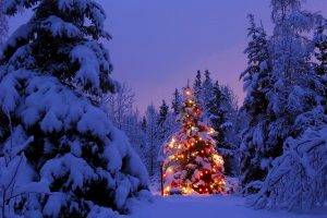 Christmas, Christmas Tree, Winter, Snow, Christmas Lights, Forest