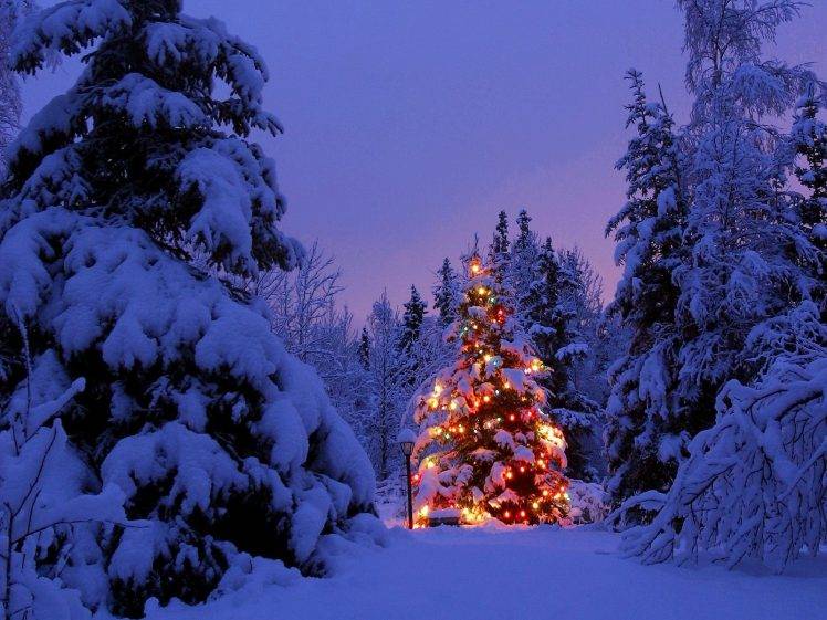 Christmas, Christmas Tree, Winter, Snow, Christmas Lights, Forest HD Wallpaper Desktop Background