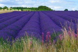 landscape, Field, Flowers, Lavender, Purple Flowers