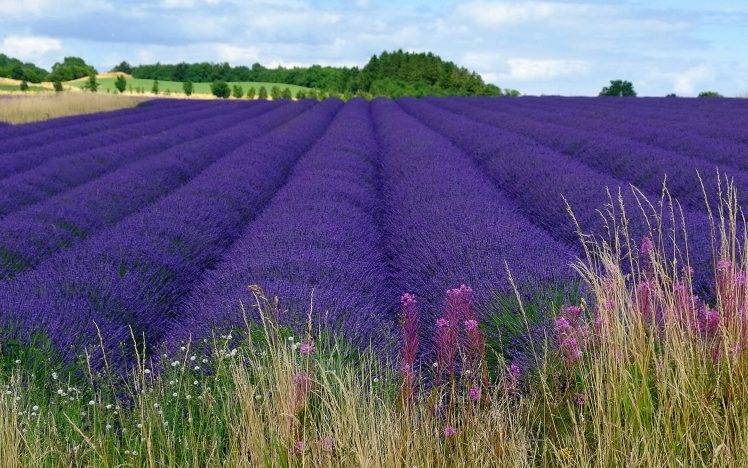 landscape, Field, Flowers, Lavender, Purple Flowers HD Wallpaper Desktop Background