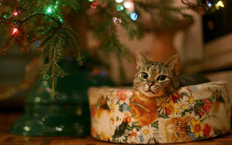 New Year, Cat, Animals, Lights, Leaves, Bokeh HD Wallpaper Desktop Background