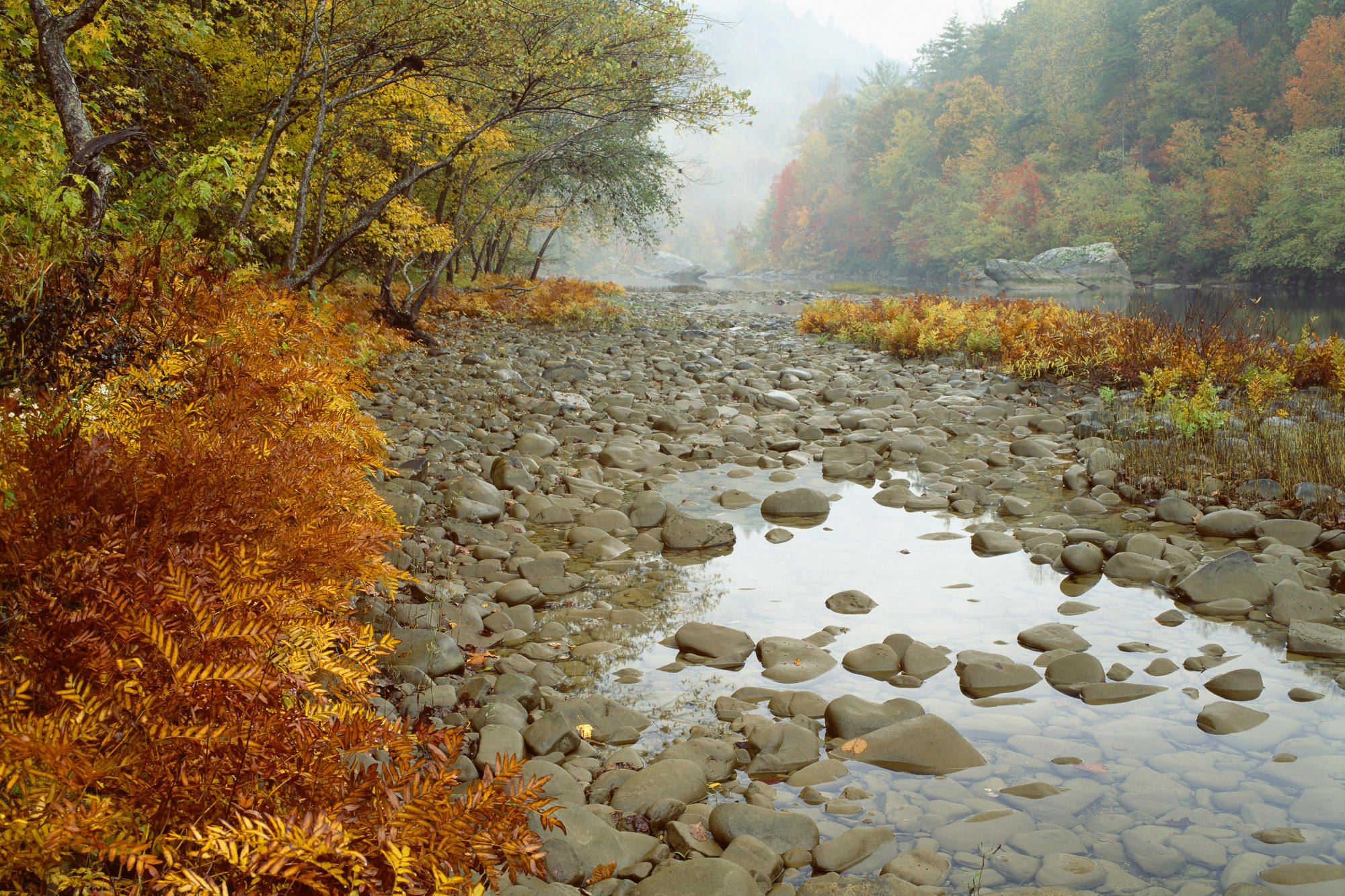 Fall Color And Rising Mist On The Big South Fork River, TN Wallpaper
