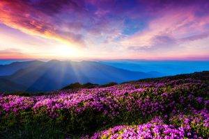 flowers, Landscape, Pink Flowers, Mountain, Sunlight, Sun Rays, Ukraine