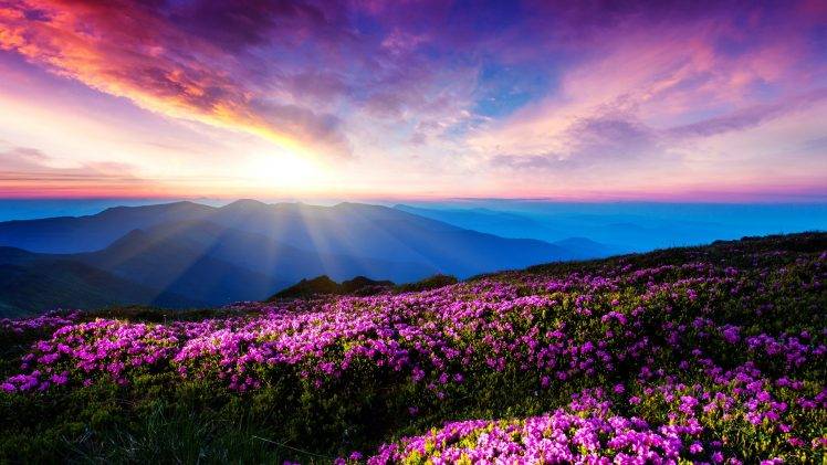 flowers, Landscape, Pink Flowers, Mountain, Sunlight, Sun Rays, Ukraine HD Wallpaper Desktop Background