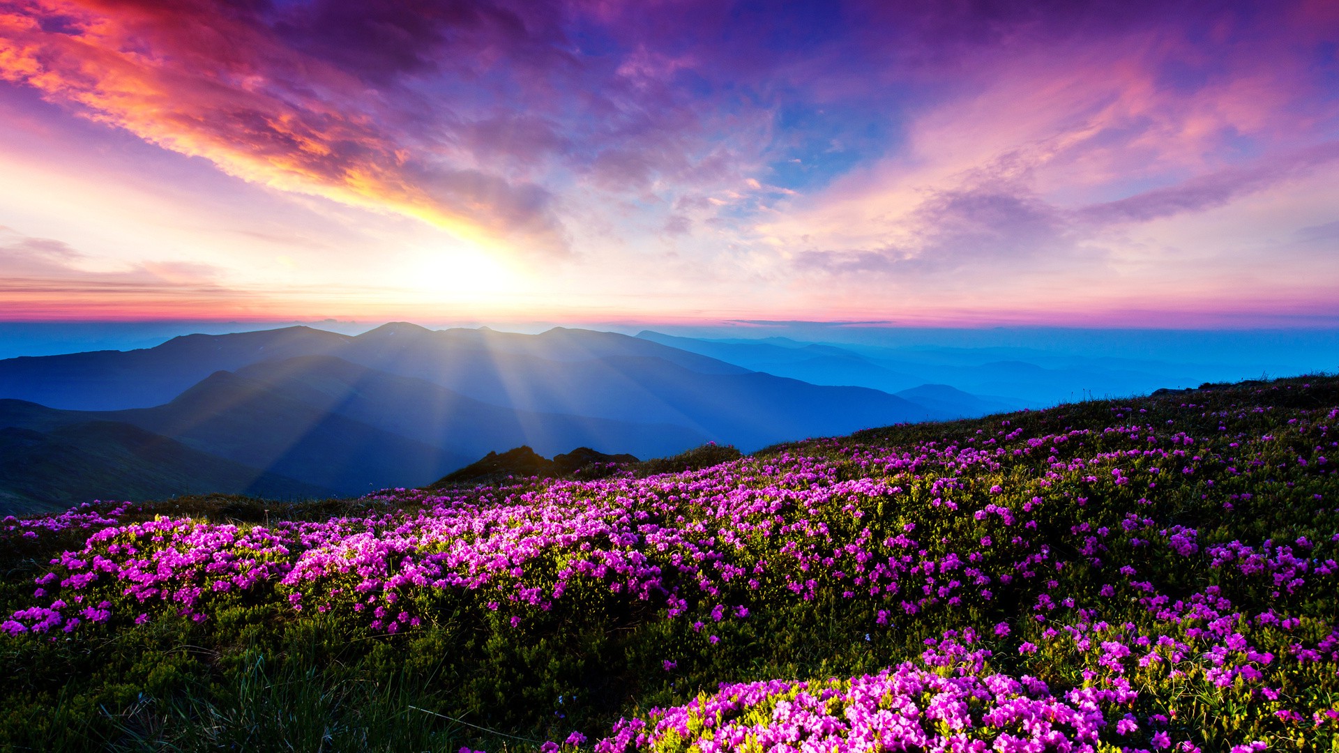 Pink Mountains 4K Wallpapers Flowers, landscape, pink flowers, mountain ...