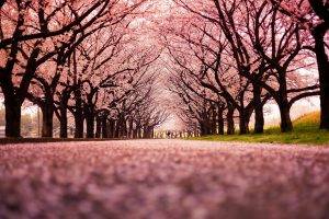 landscape, Cherry Blossom, Trees, Path, Nature