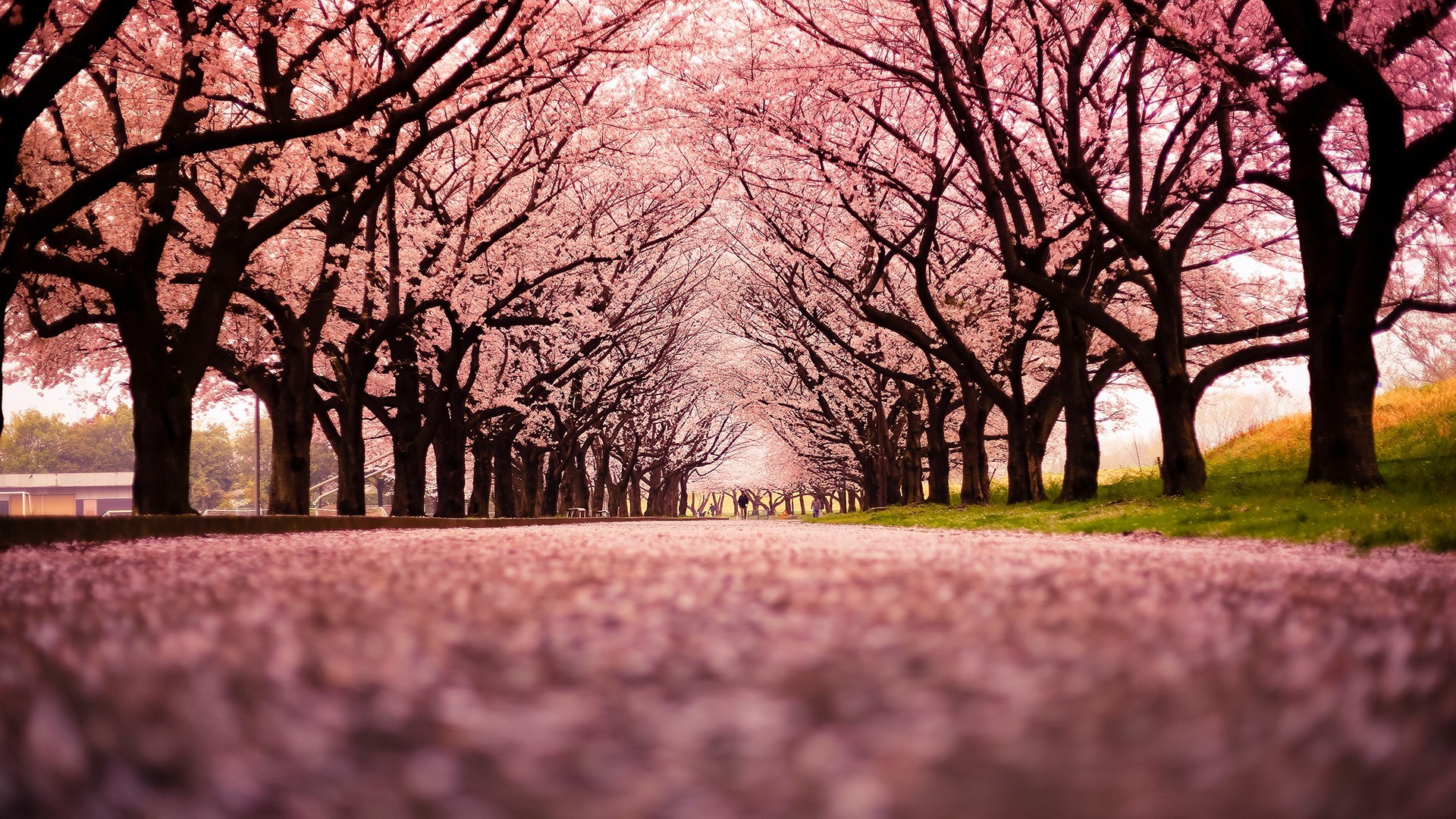 136948 landscape cherry_blossom trees path nature