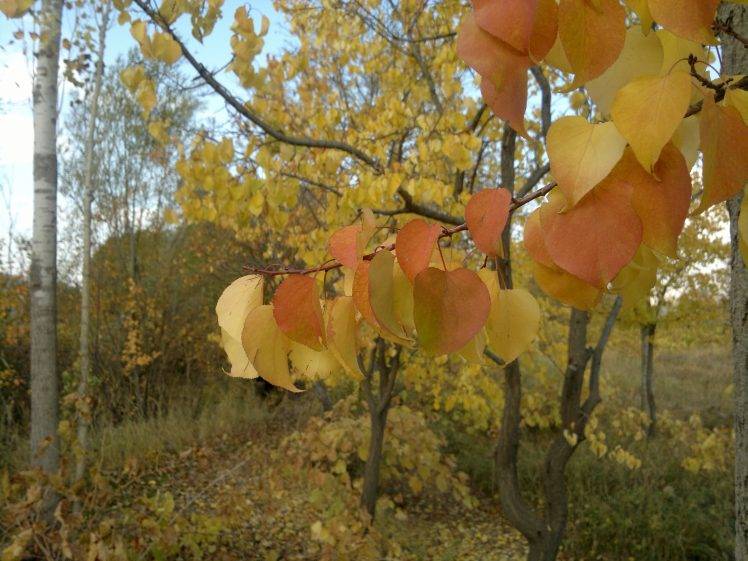 landscape, Nature, Fall, Leaves HD Wallpaper Desktop Background