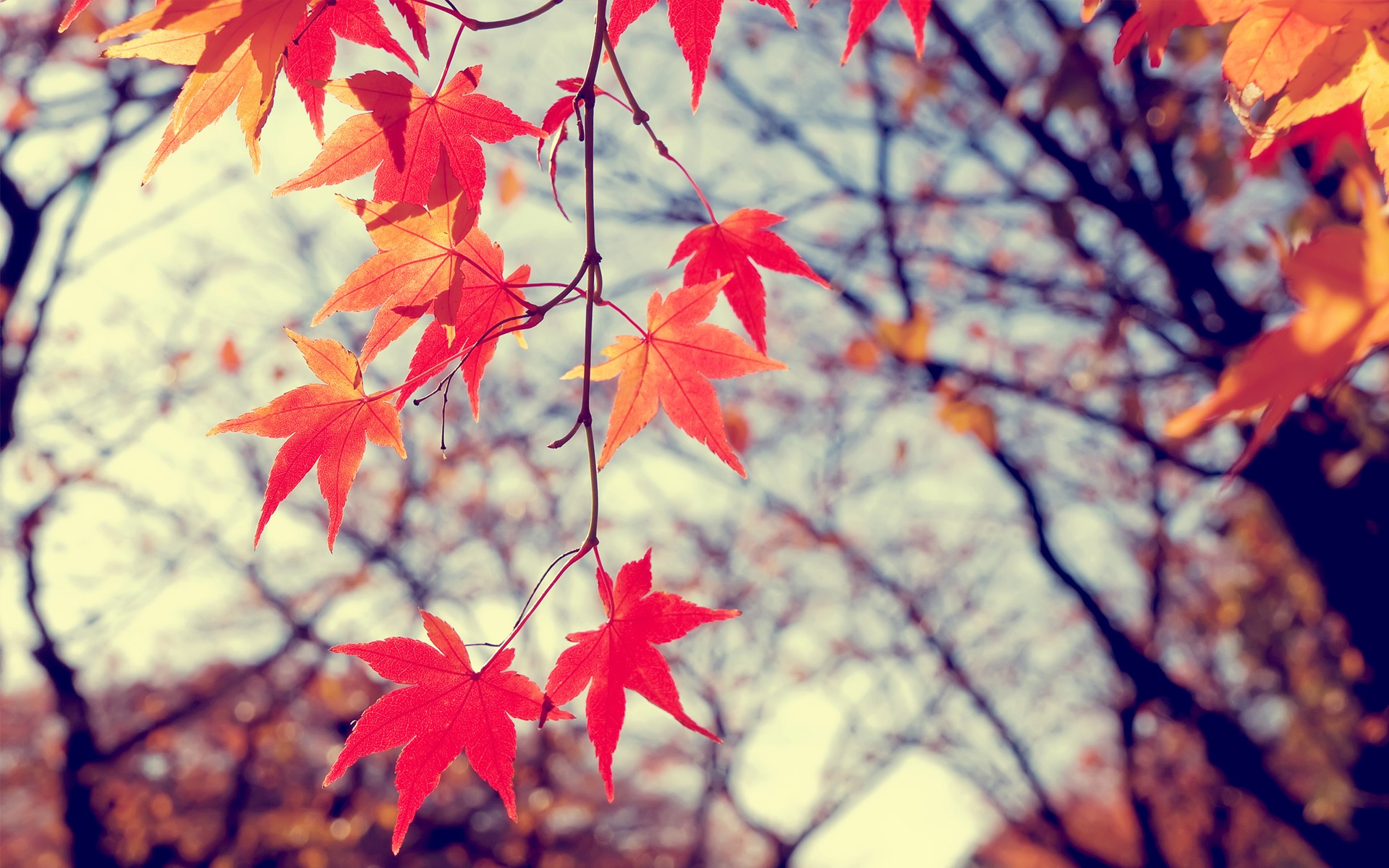 осень листья природа крупный план деревья оранжевые без смс