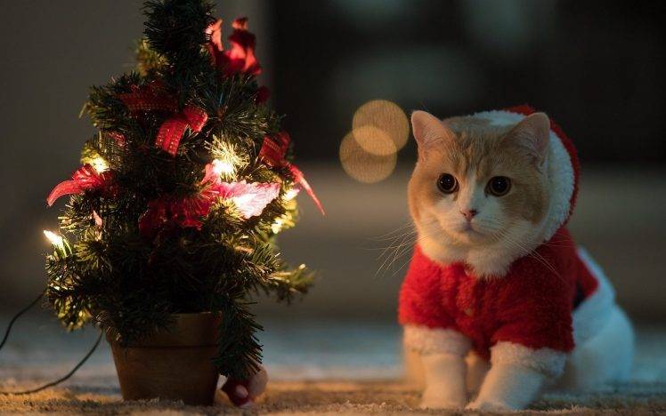 cat, Animals, Christmas Tree, Santa Costume HD Wallpaper Desktop Background