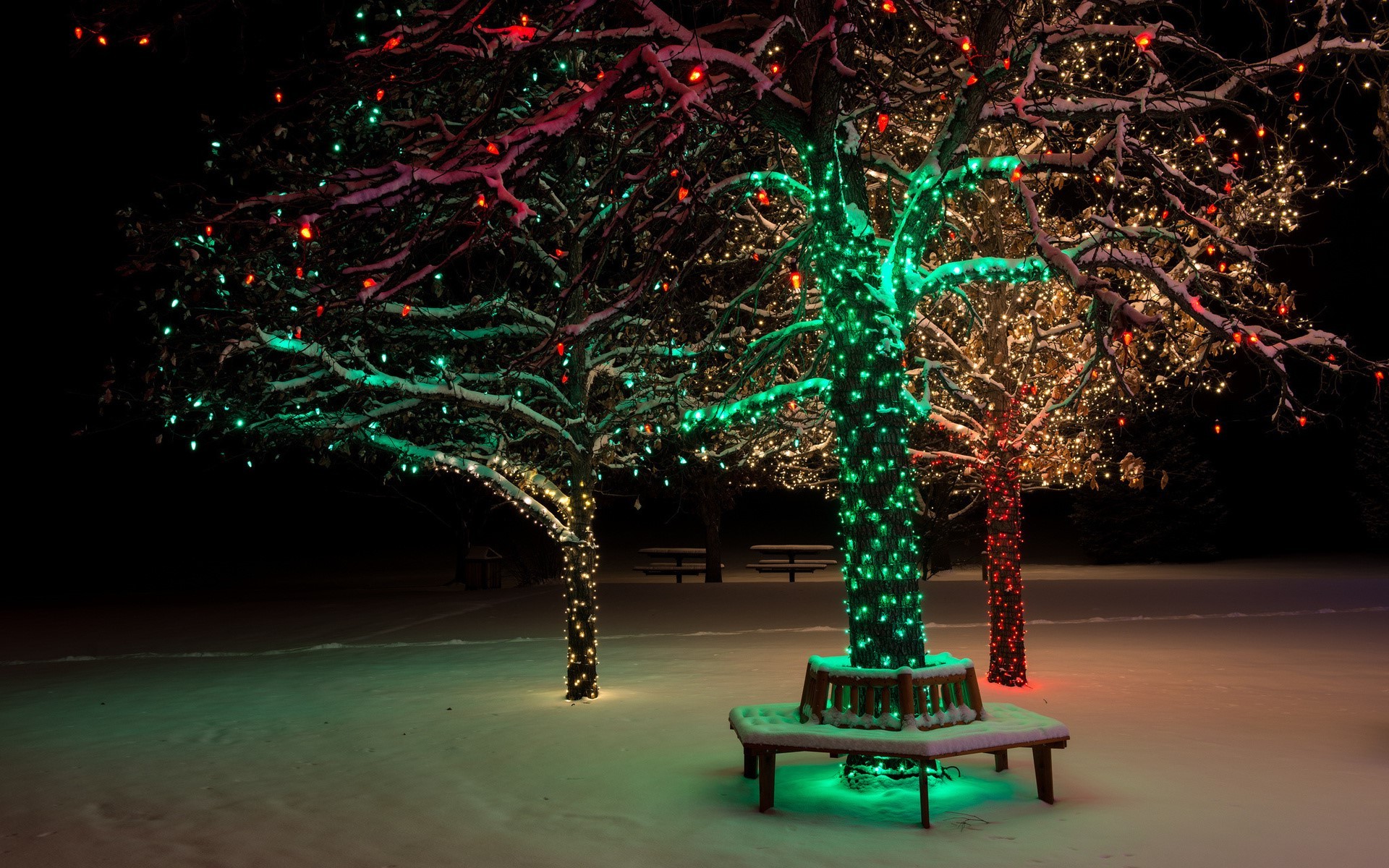 trees, Lights, Christmas, Winter, Snow, Park Wallpapers HD / Desktop
