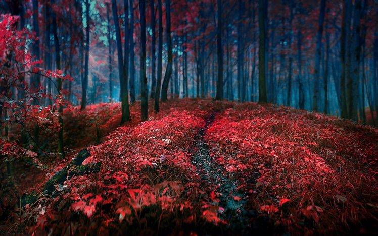 forest, Red, Grass, Leaves, Trees, Landscape, Path HD Wallpaper Desktop Background