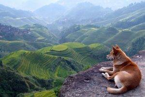 landscape, Terraced Field, Dog