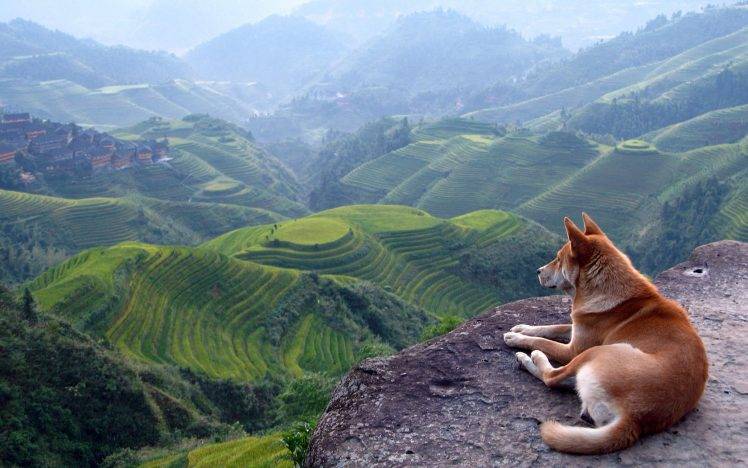 landscape, Terraced Field, Dog HD Wallpaper Desktop Background