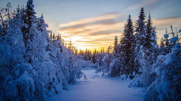 landscape, Snow, Winter, Forest, Trees, Sunrise HD Wallpaper Desktop Background