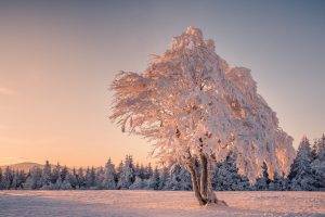 trees, Winter, Snow, Landscape, Mountain, Germany