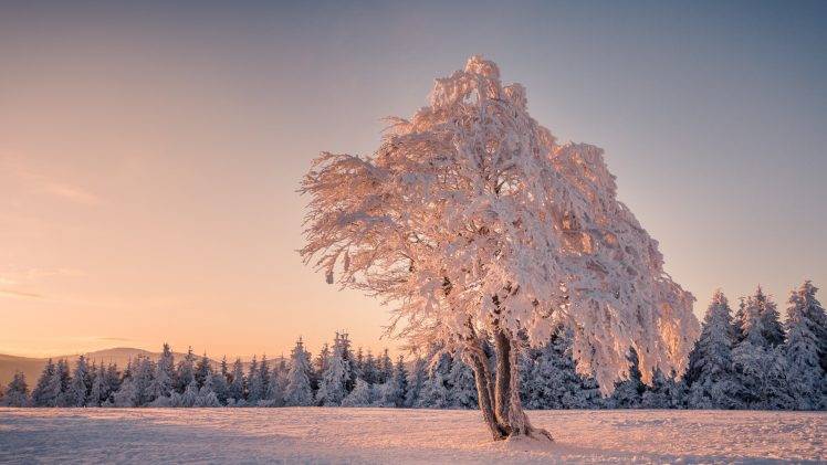 trees, Winter, Snow, Landscape, Mountain, Germany HD Wallpaper Desktop Background