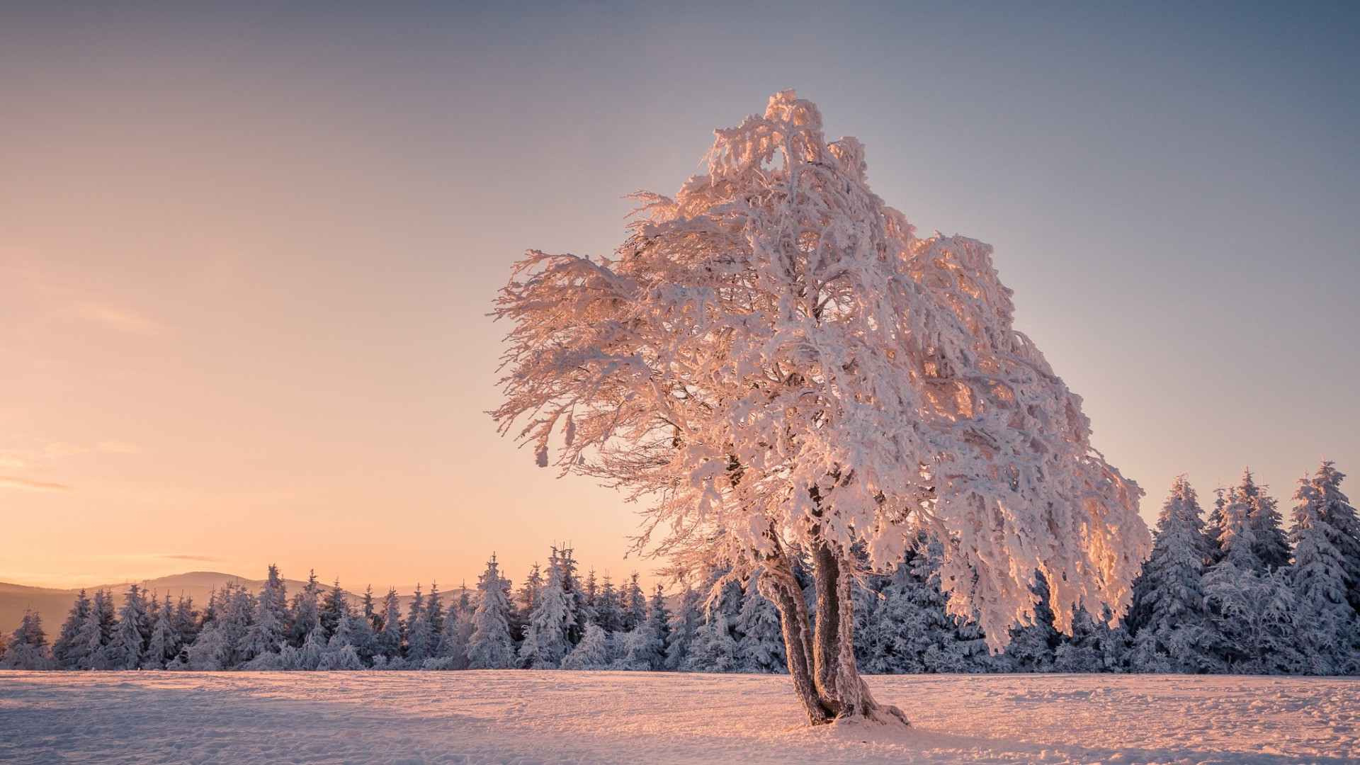 trees, Winter, Snow, Landscape, Mountain, Germany Wallpaper