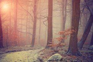nature, Landscape, Filter, Snow, Winter, Trees