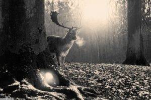 nature, Forest, Vintage, Deer