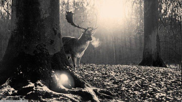 nature, Forest, Vintage, Deer HD Wallpaper Desktop Background