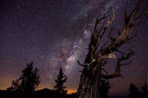 nature, Landscape, Trees, Hill, Long Exposure, Stars, Night, Milky Way, Silhouette