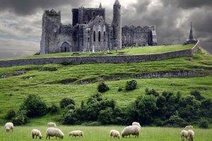 castle, Animals, Landscape, Ireland