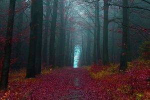 forest, Road, Fall, Nature, Landscape, Red