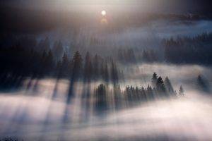 mist, Forest, Nature, Landscape, Lens Flare, Sunlight, Trees