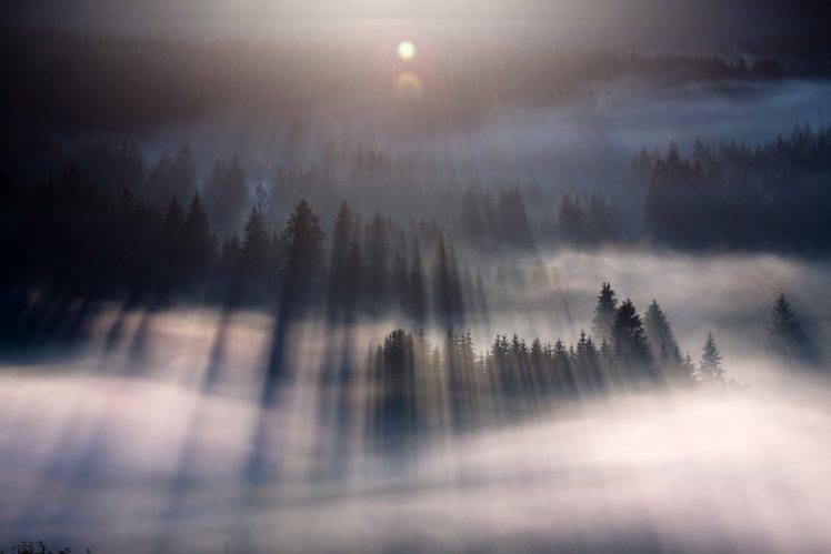 mist, Forest, Nature, Landscape, Lens Flare, Sunlight, Trees HD Wallpaper Desktop Background
