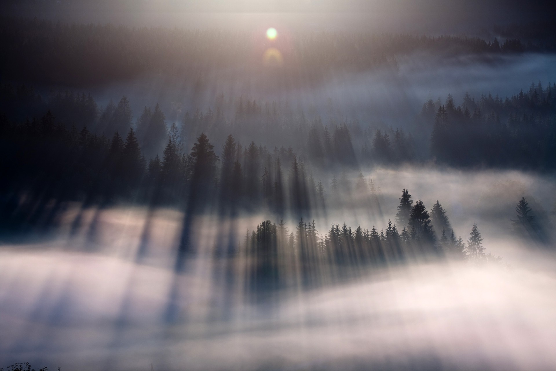 mist, Forest, Nature, Landscape, Lens Flare, Sunlight, Trees Wallpaper