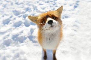 anime, Snow, Fox, Animals