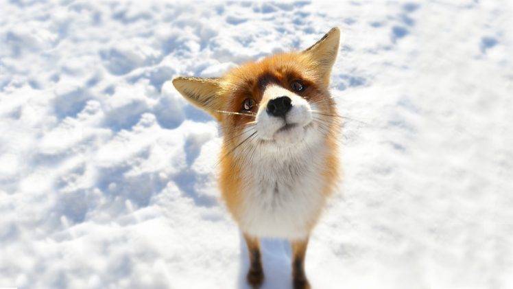 anime, Snow, Fox, Animals Wallpapers HD / Desktop and Mobile Backgrounds