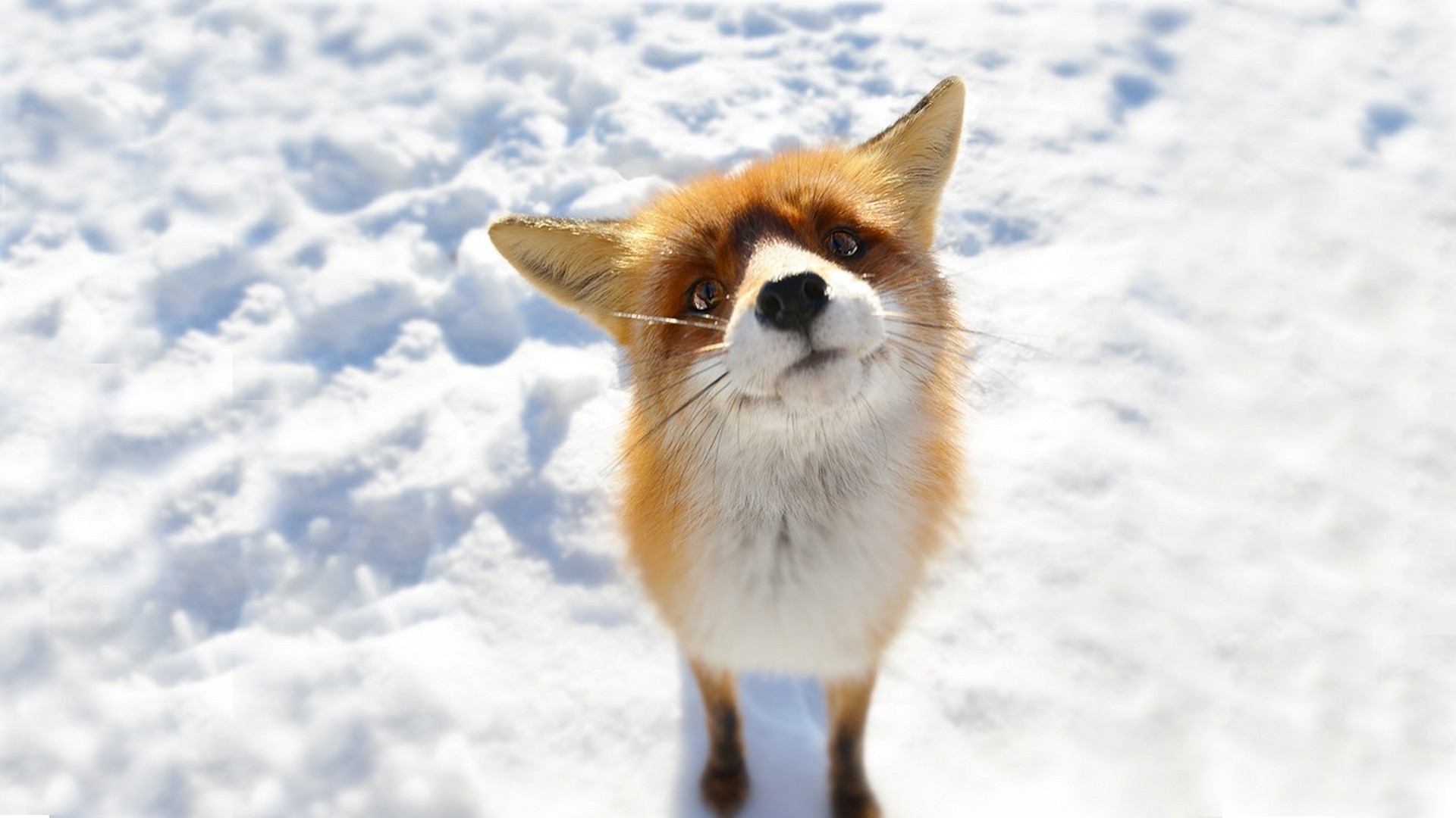 anime, Snow, Fox, Animals Wallpaper