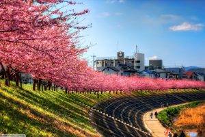 sky, Landscape, Trees, Pink, Path, Cherry Blossom, Japan