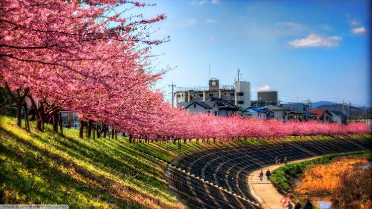 sky, Landscape, Trees, Pink, Path, Cherry Blossom, Japan HD Wallpaper Desktop Background