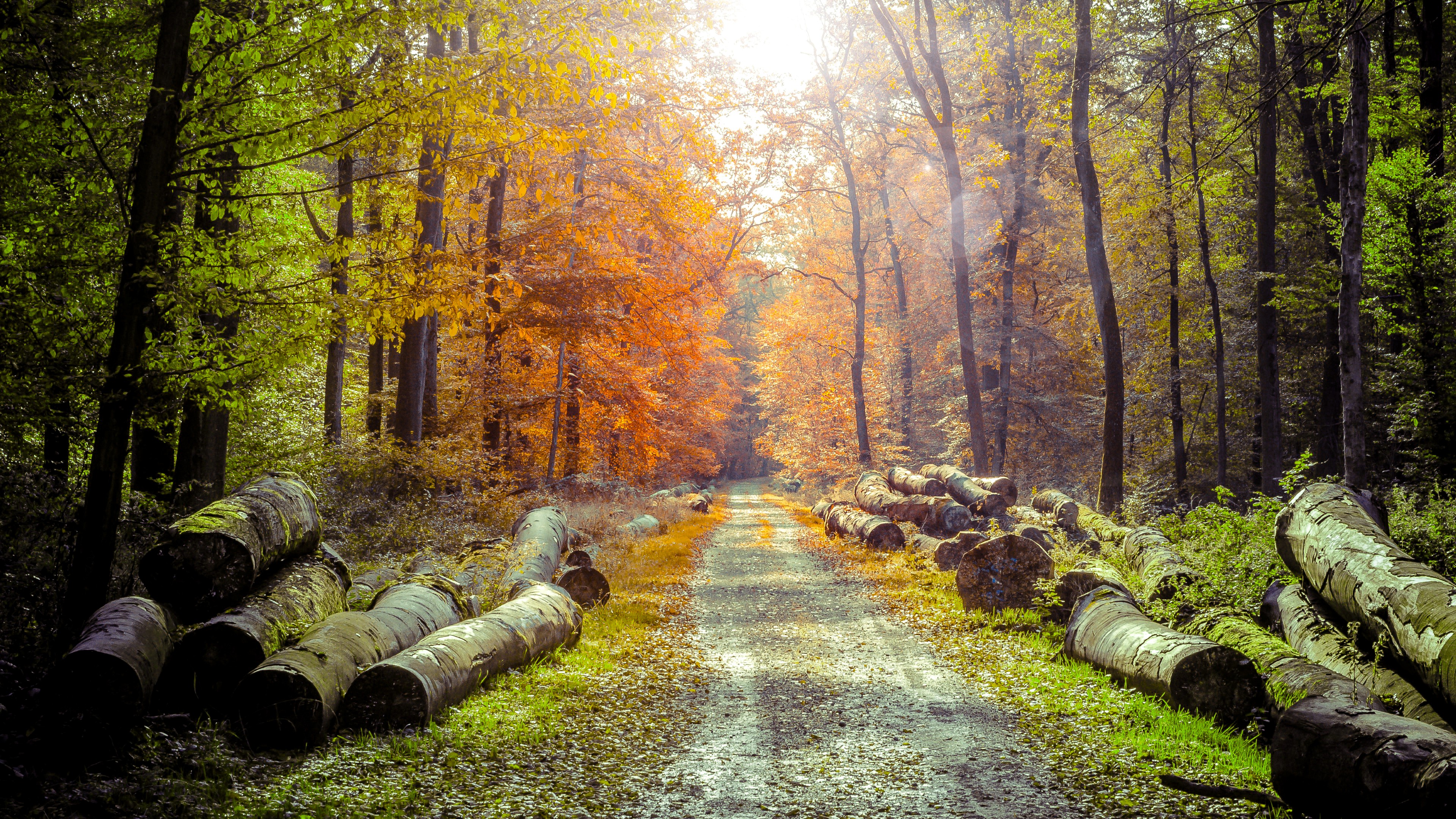 spring, Forest, Wood, Path, Sunlight, Photo Manipulation, Nature, Landscape, Log, Lens Flare, Dirt Road Wallpaper