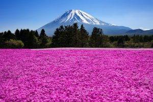 nature, Landscape, Mountain, Trees, Clouds, Mount Fuji, Japan, Flowers, Field, Pink