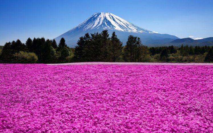 nature, Landscape, Mountain, Trees, Clouds, Mount Fuji, Japan, Flowers, Field, Pink HD Wallpaper Desktop Background