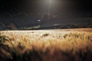 wheat, Landscape, Nature, Anime, Sunlight, Field