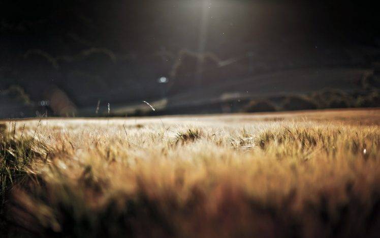 wheat, Landscape, Nature, Anime, Sunlight, Field HD Wallpaper Desktop Background