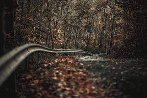 road, Trees, Fall, Landscape, Depth Of Field, Fence, Nature