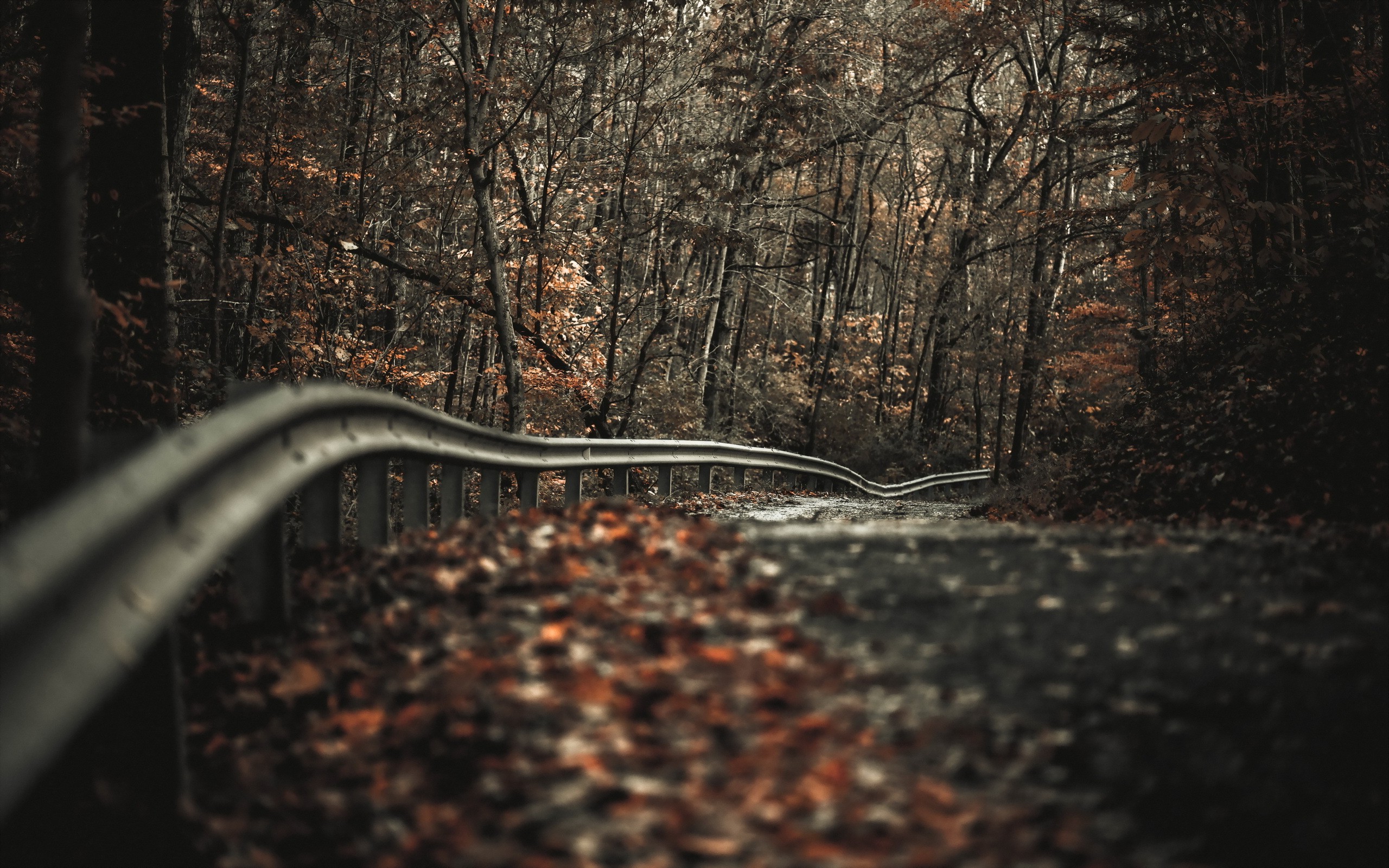 road, Trees, Fall, Landscape, Depth Of Field, Fence, Nature Wallpaper