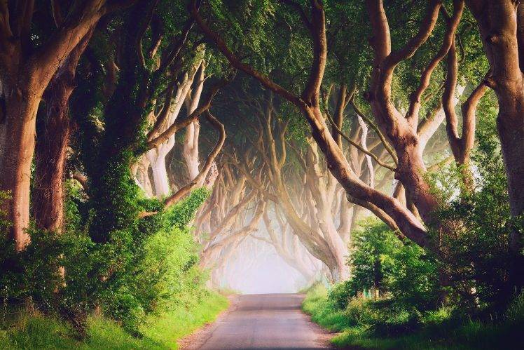 Ireland, Road, Trees, Landscape, Nature HD Wallpaper Desktop Background