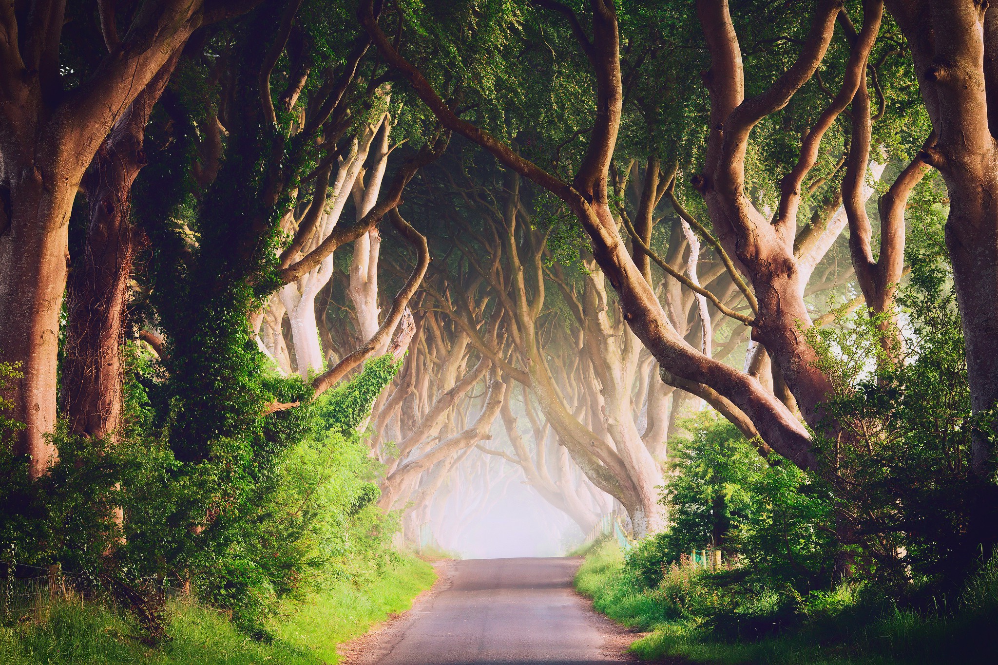 Ireland, Road, Trees, Landscape, Nature Wallpaper
