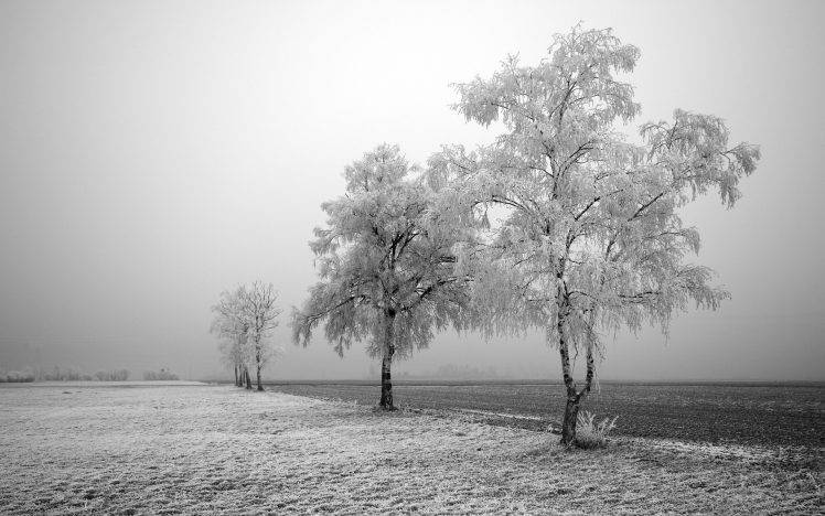 nature, Landscape, Winter, Trees, Snow, Field, Bright HD Wallpaper Desktop Background