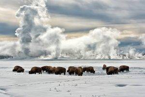 nature, Landscape, Winter, Snow, Clouds, Animals, Trees, Buffalo, Bison, Alaska