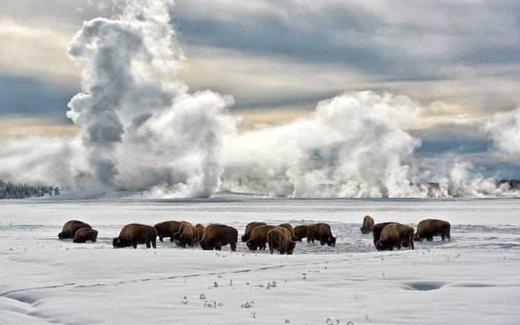 nature, Landscape, Winter, Snow, Clouds, Animals, Trees, Buffalo, Bison, Alaska HD Wallpaper Desktop Background
